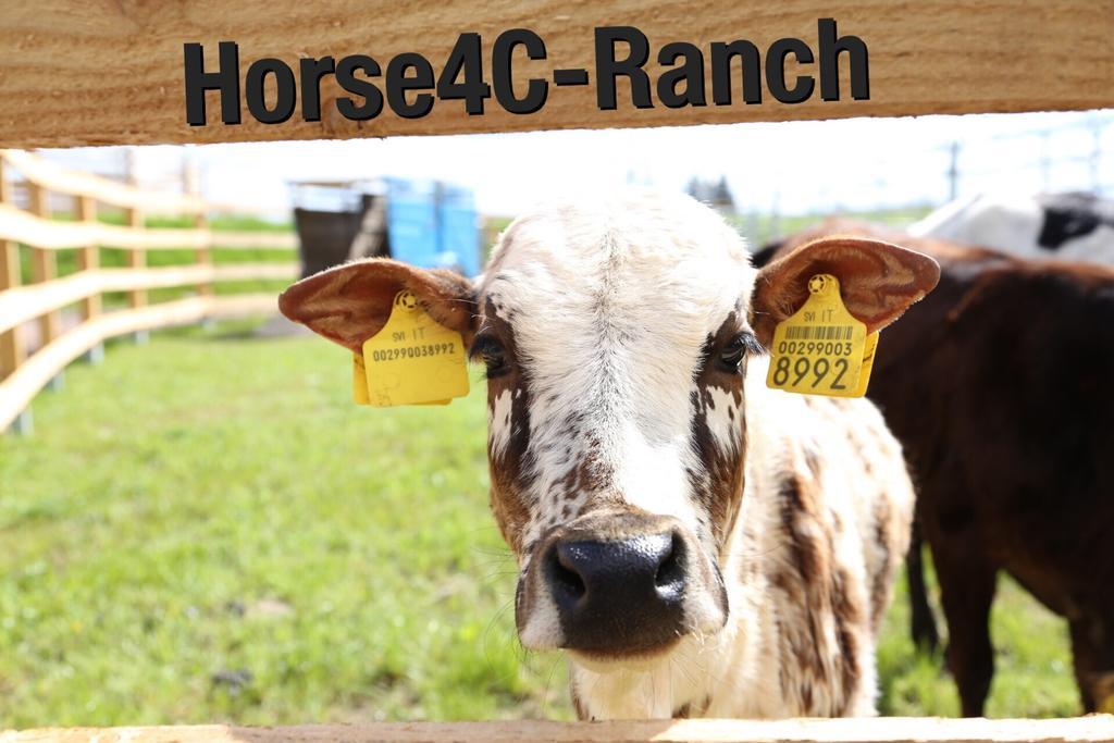 4C Horse Ranch Hotel Hainichen Buitenkant foto